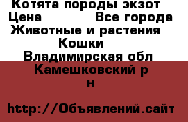 Котята породы экзот › Цена ­ 7 000 - Все города Животные и растения » Кошки   . Владимирская обл.,Камешковский р-н